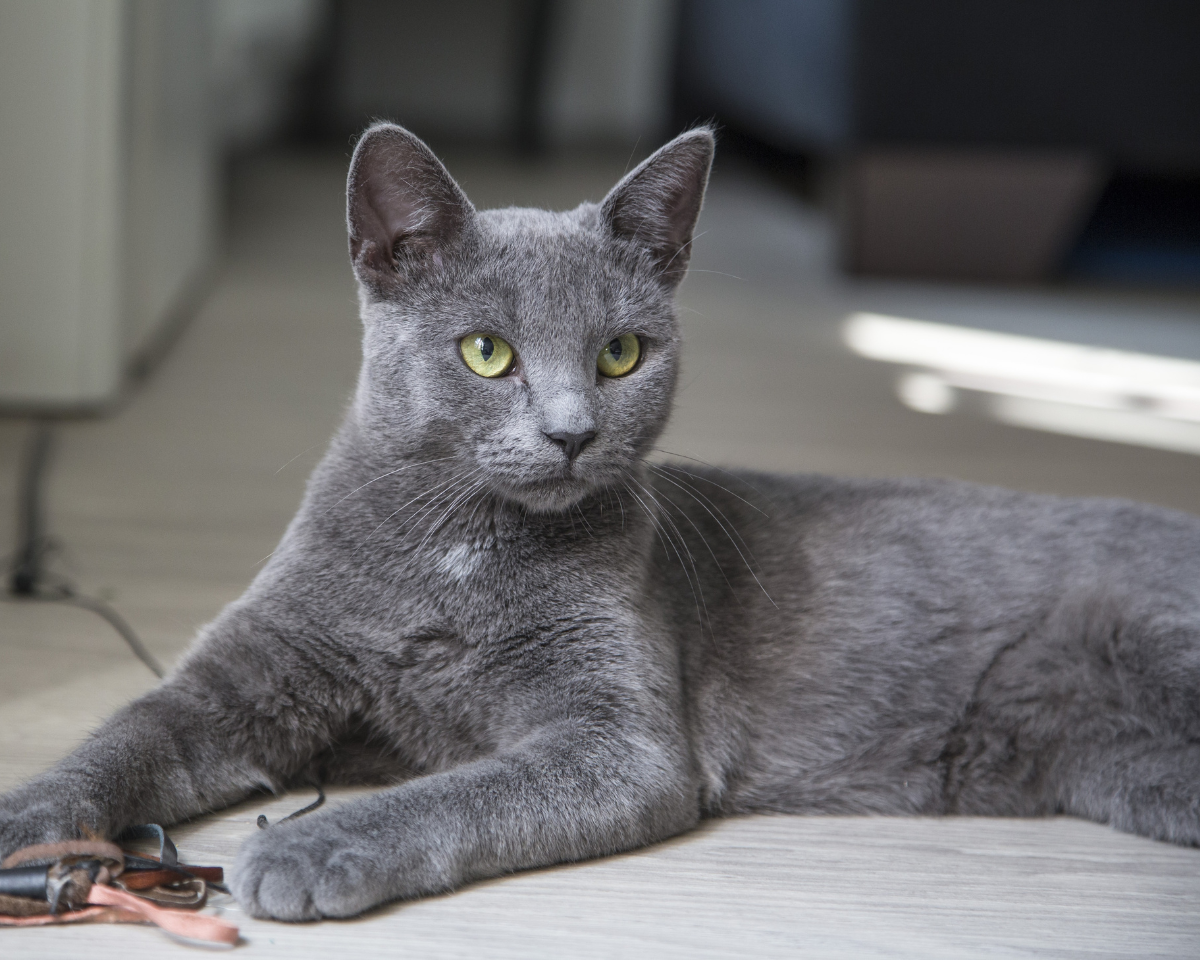 grey cat laying down