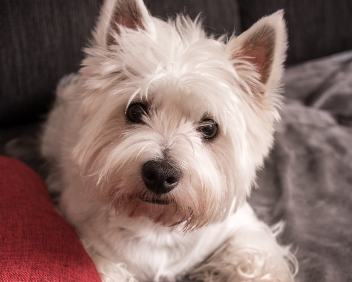 white terrier dog