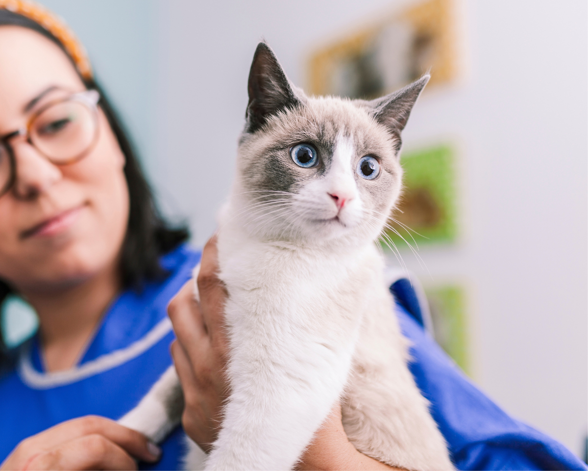 veterinary-team-member-holding-puppy-900x720-1 woman holding a cat