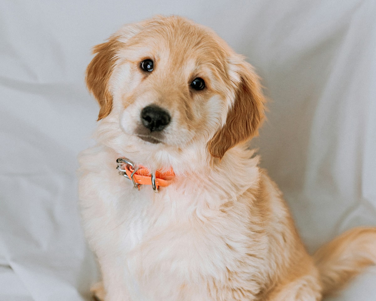 veterinary-team-member-holding-puppy-900x720-1 electronic consent